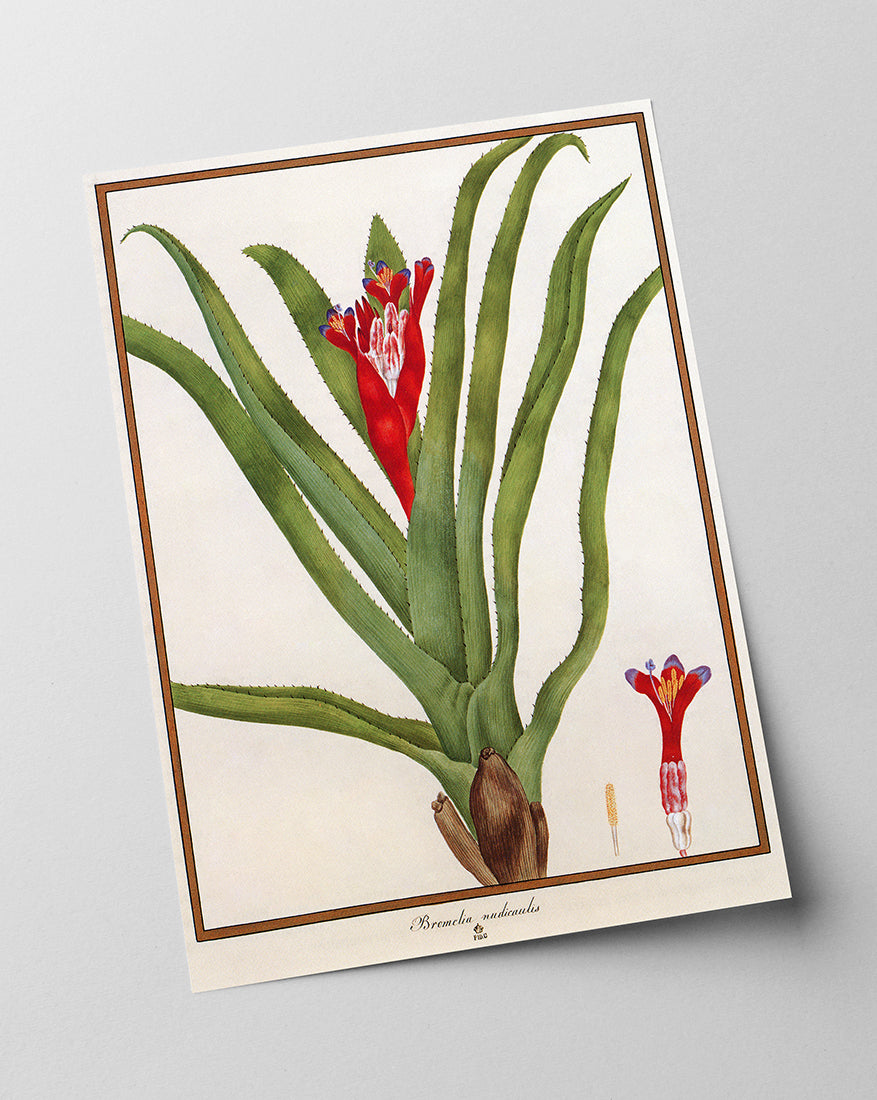 Bromelia Nudicaulis - Rote Blüte