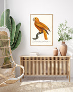 François Levaillant - Gelber Paradiesvogel