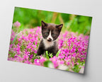 Katzen-Baby in Blumenwiese