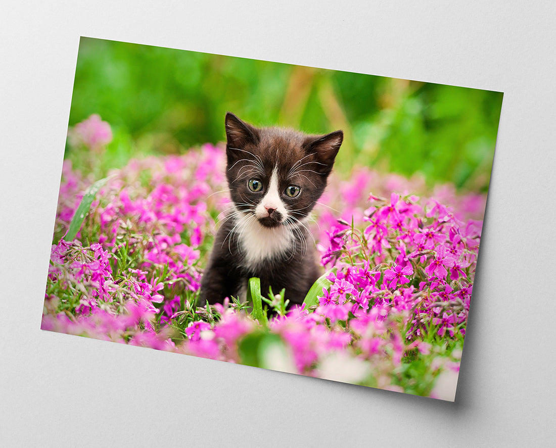 Katzen-Baby in Blumenwiese