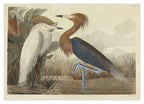 John James Audubon - Zwei Vögel am See