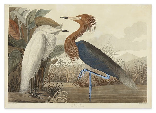 John James Audubon - Zwei Vögel am See Hover Image