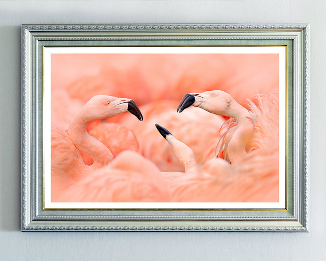 Flamingos Main Image