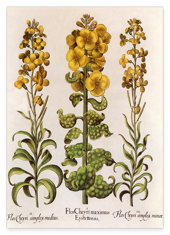 Flos Cheyri maximus Eystettensis