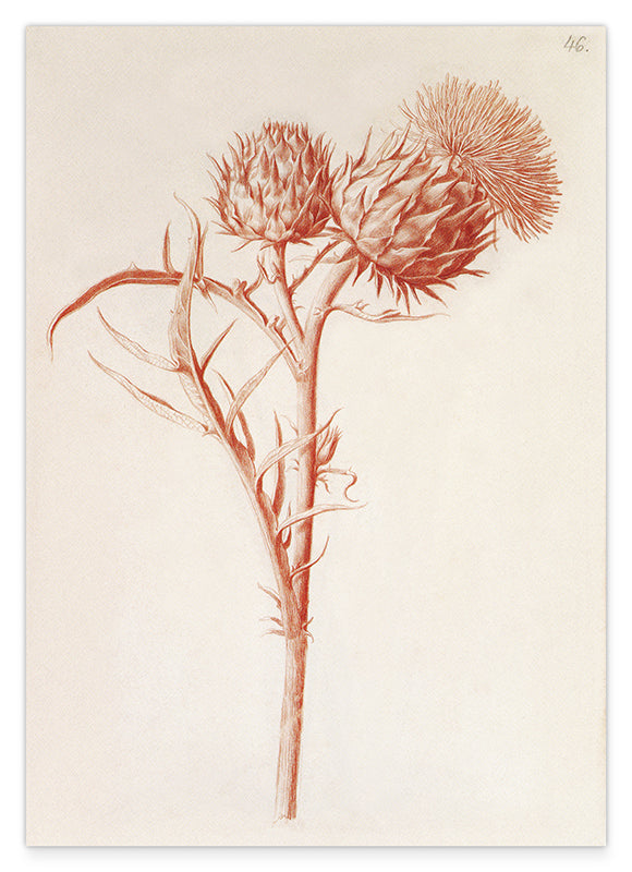 Zeichnung einer Distel
