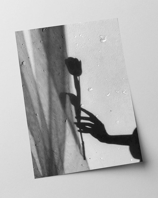 Rose im Schatten - Schwarz-Weiß Main Image
