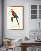 François Levaillant - Roter Ara