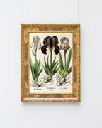Iris-Blumen