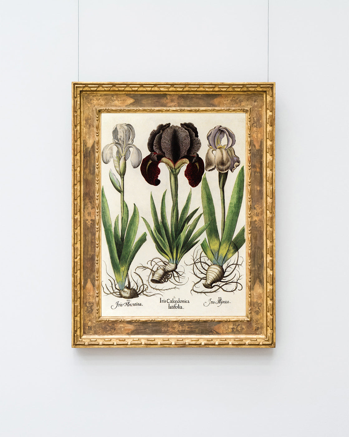Iris-Blumen