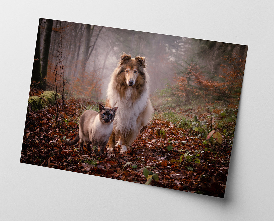 Katze und Hund in der Natur
