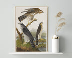 John James Audubon - Drei Greifvogelarten