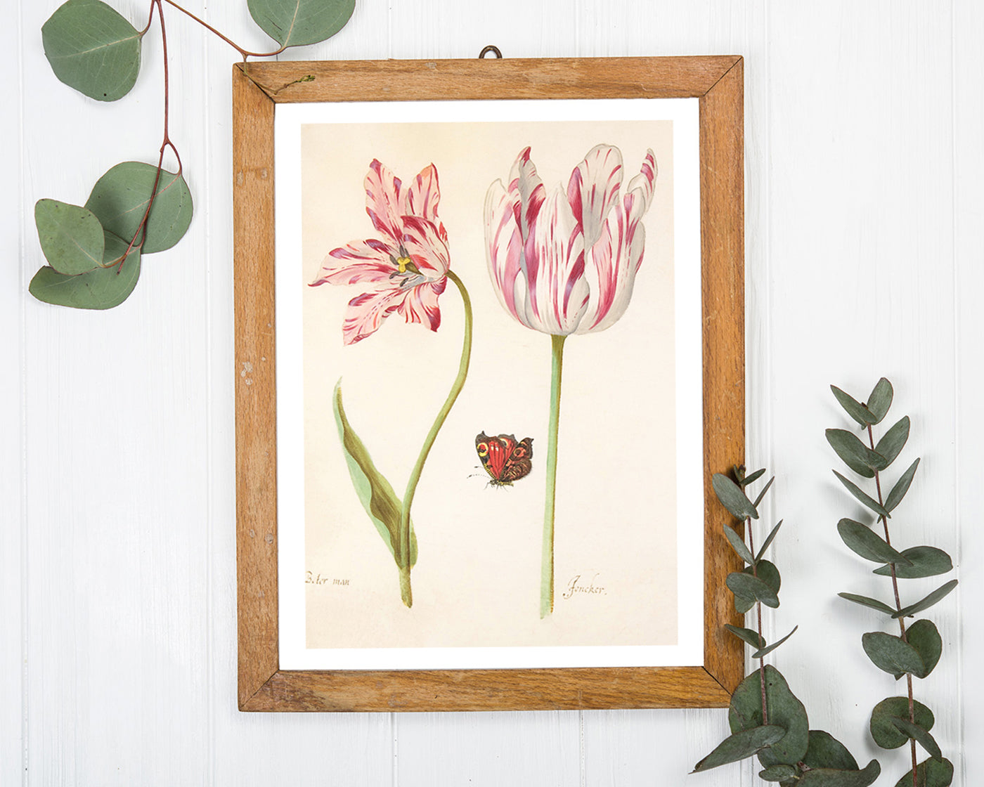 Jacob Marrel - Rot-Weiße Tulpen mit Schmetterling