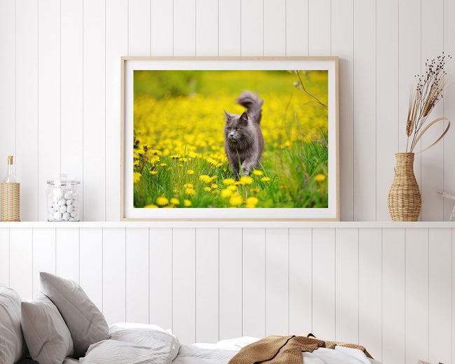 Katze in Blumenwiese Main Image