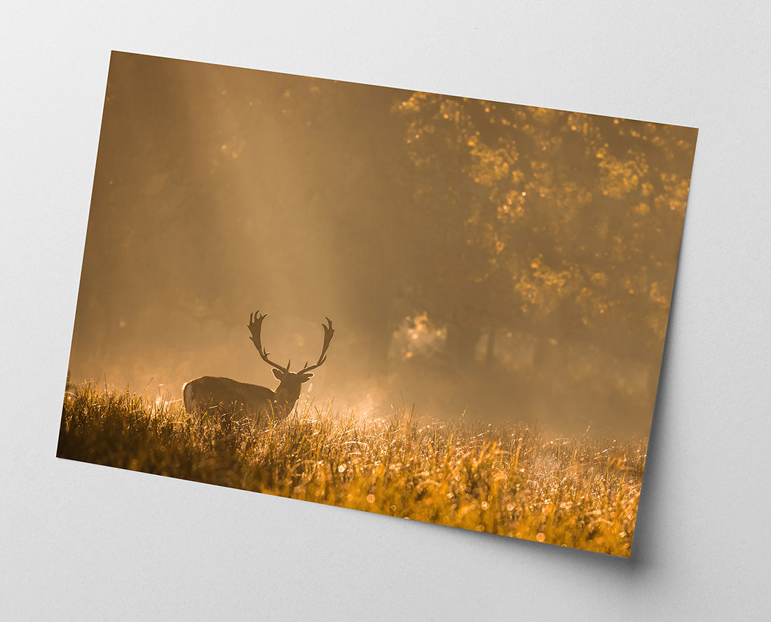 Hirsch in den Morgenstunden