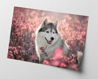 Husky in Blumenwiese