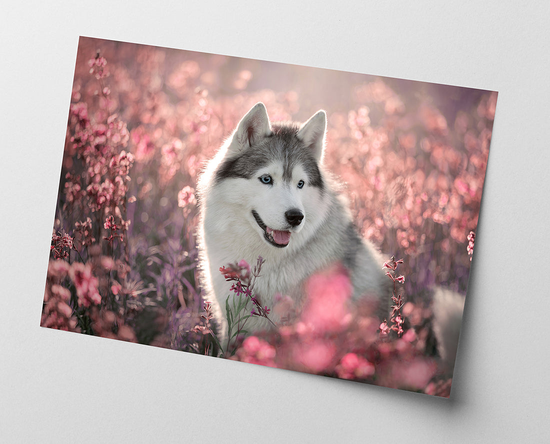 Husky in Blumenwiese