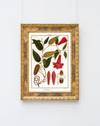 Lapageria Rosea - Chilenische Glockenblume