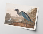 John James Audubon - Wasservögel am See
