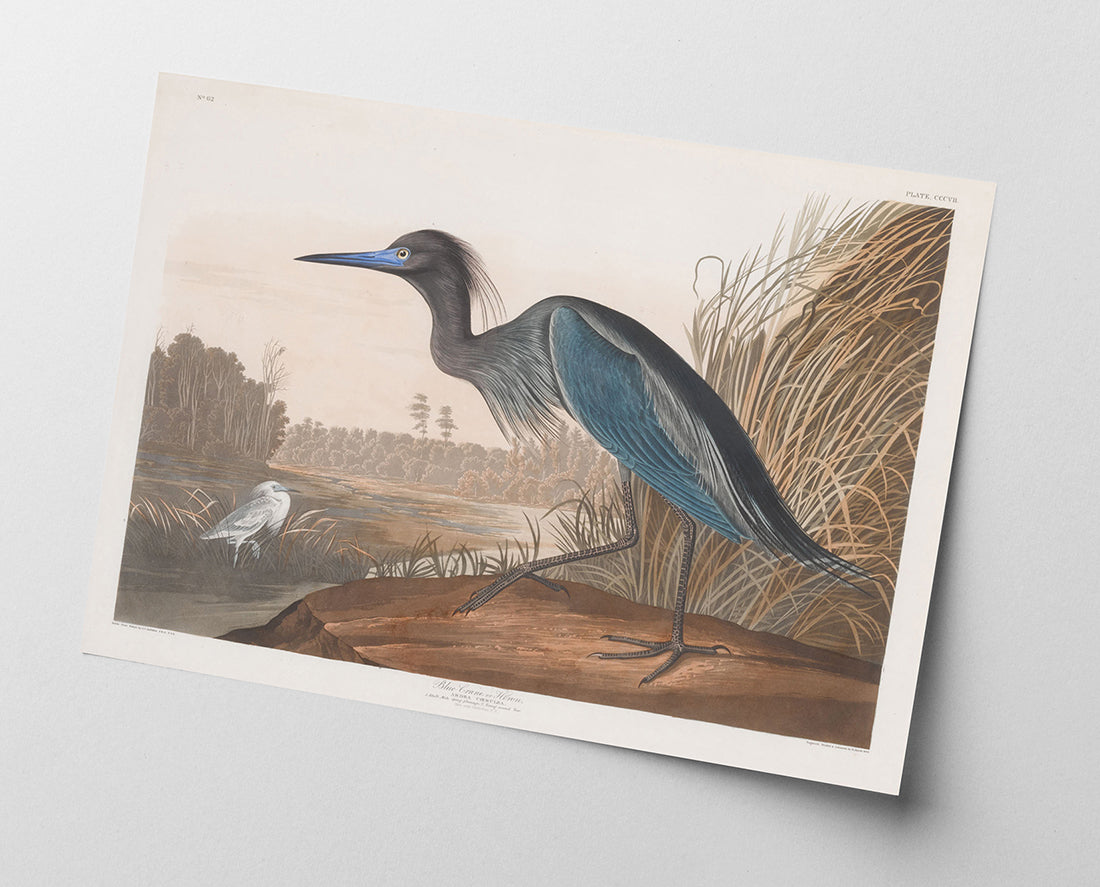 John James Audubon - Wasservögel am See