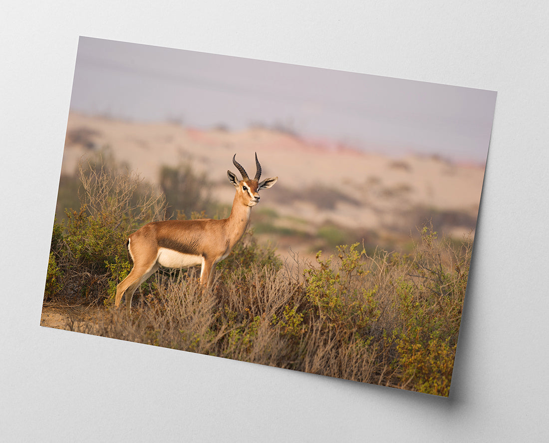 Afrikanische Springbock Antilope