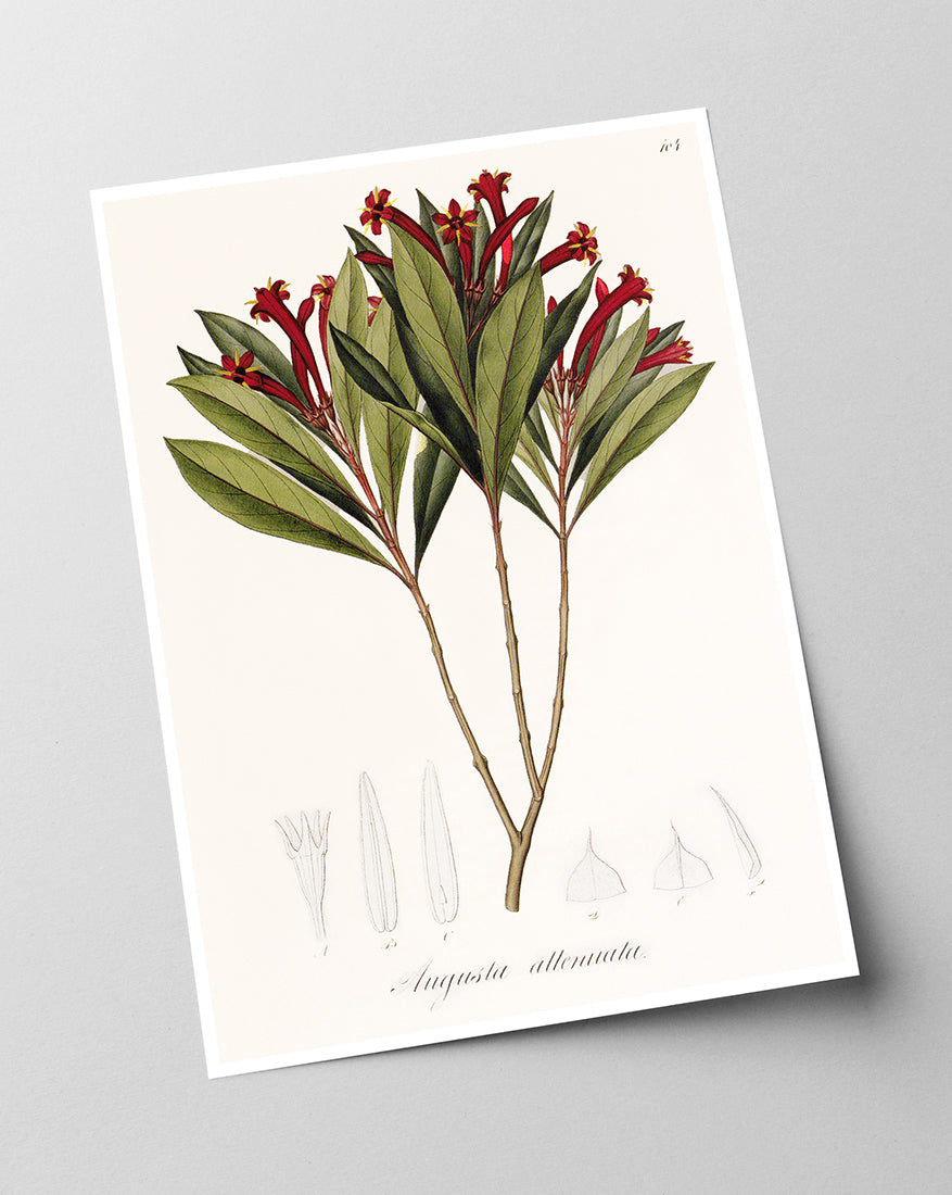 Augusta Attenuata - Pflanze mit roten Blüten