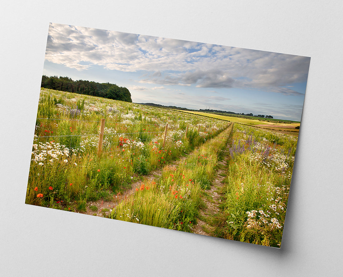 Weg auf einer Blumenwiese