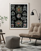 Ernst Haeckel - Mycetozoa