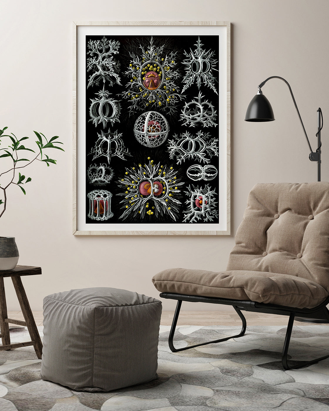 Ernst Haeckel - Mycetozoa