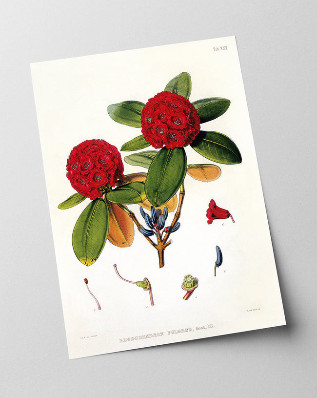 Roter Rhododendron Main Image