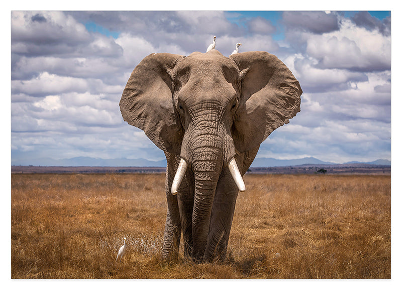 Afrikanischer Elefant