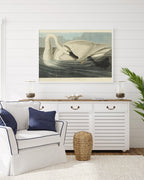 John James Audubon - Schwan auf Insektenjagd