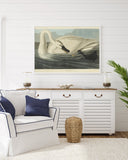 John James Audubon - Schwan auf Insektenjagd