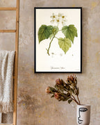 Sparrmannia Africana - Kapländische Zimmerlinde