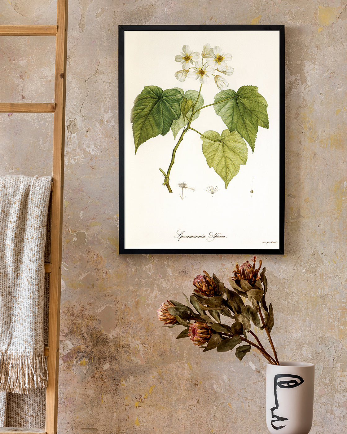 Sparrmannia Africana - Kapländische Zimmerlinde