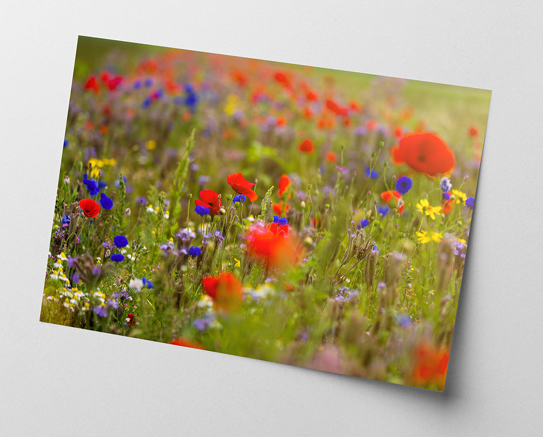 Blumenwiese im Sommer