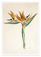 Pflanze mit orangenen Blüten