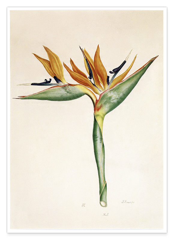 Pflanze mit orangenen Blüten Hover Image