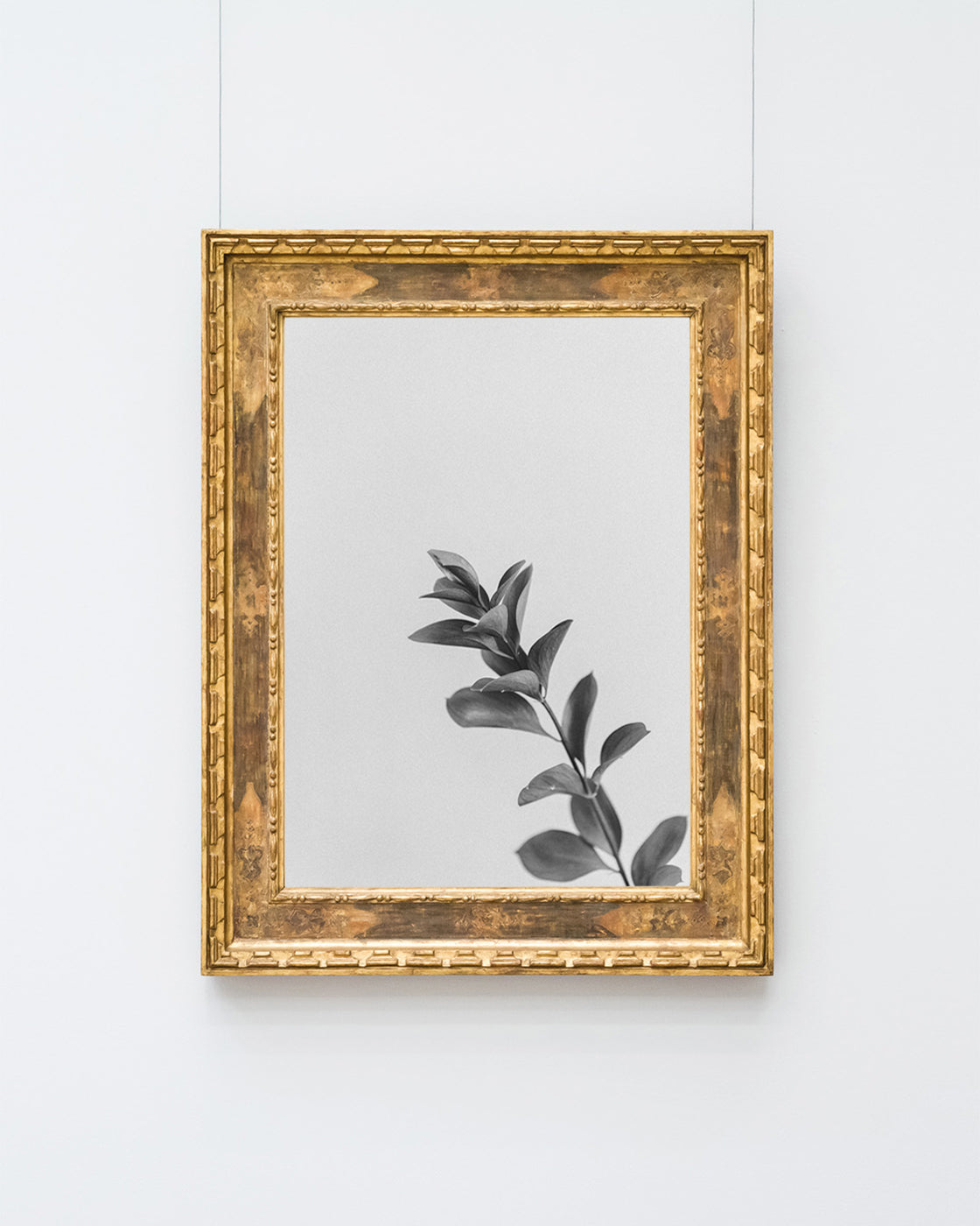 Zweig - Schwarz-Weiß