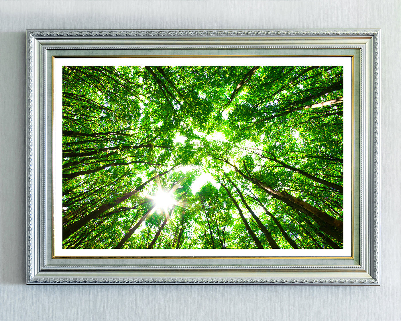 Baumkronen von unten