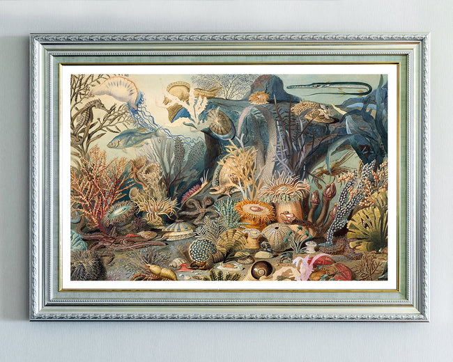 James M. Sommerville - Meeresleben Main Image