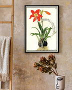 Amaryllis - Rote Belladonnalilie