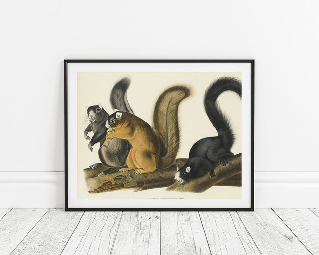 John James Audubon - Eichhörnchen Main Image