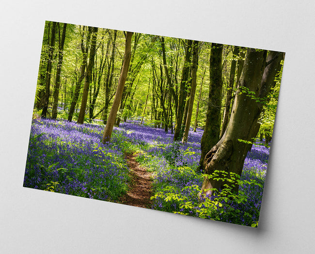 Blumen im Wald Main Image