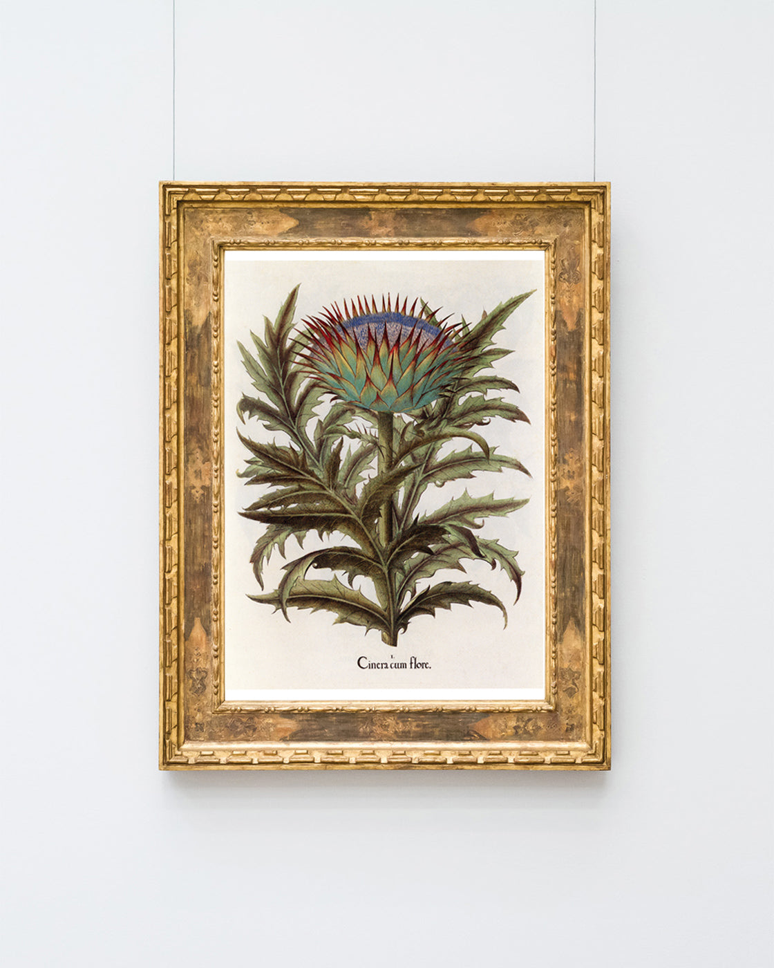 Cinera Cum Flore - Distelblüte