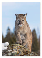 Puma auf einem Berg