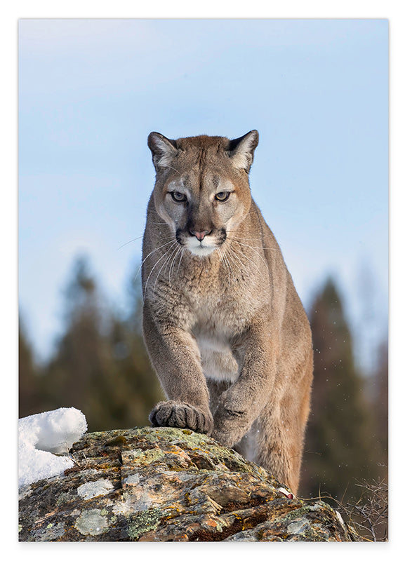Puma auf einem Berg Hover Image