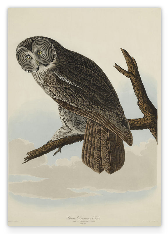 John James Audubon - Eule Hover Image