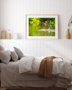 Jagender Eisvogel am Wasser