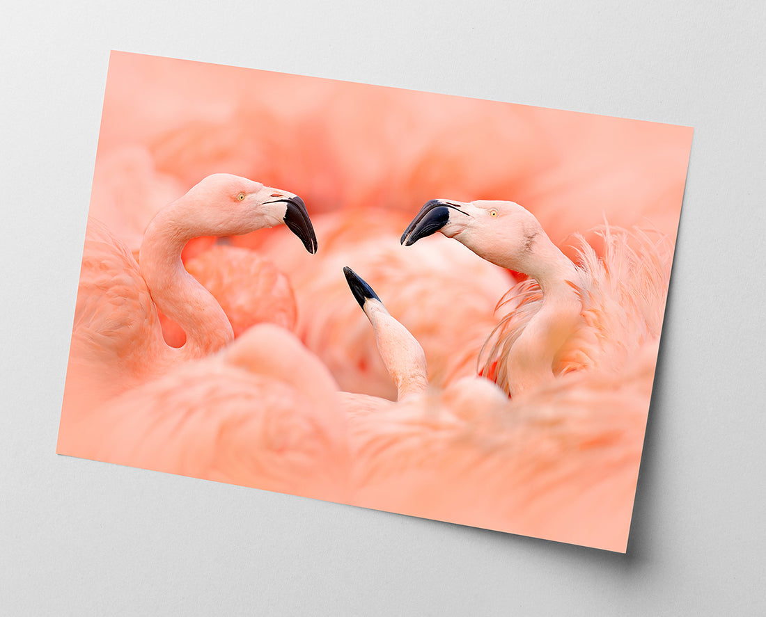 Flamingos
