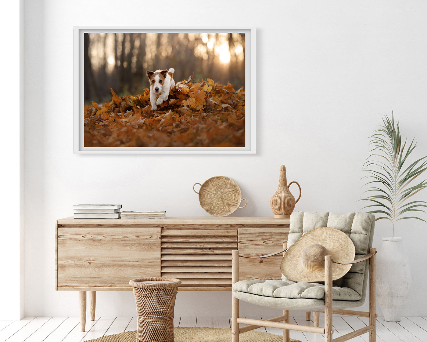 Jack Russel Terrier im Laub